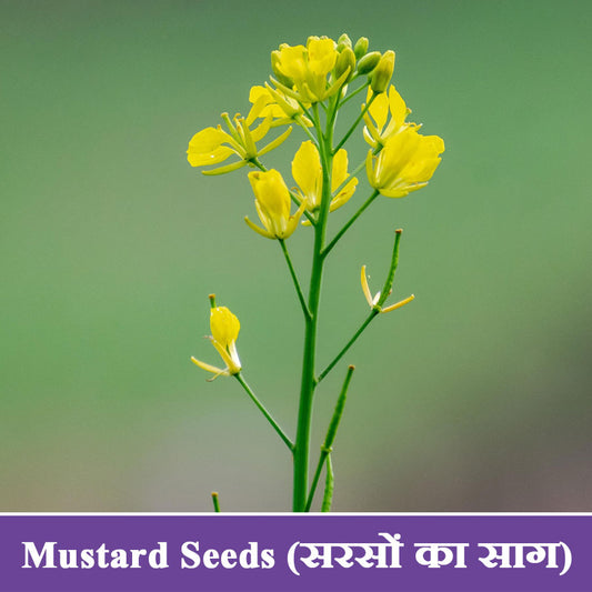 Mustard Seeds (सरसों का साग)