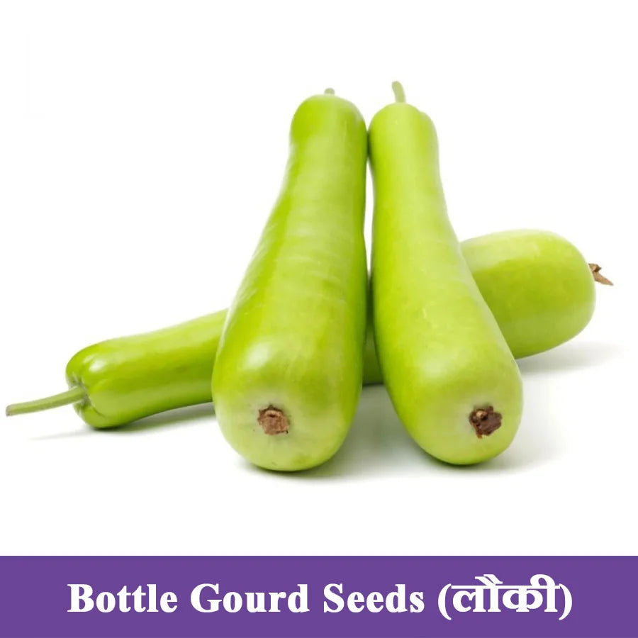 Bottle Gourd Seeds (लौकी)