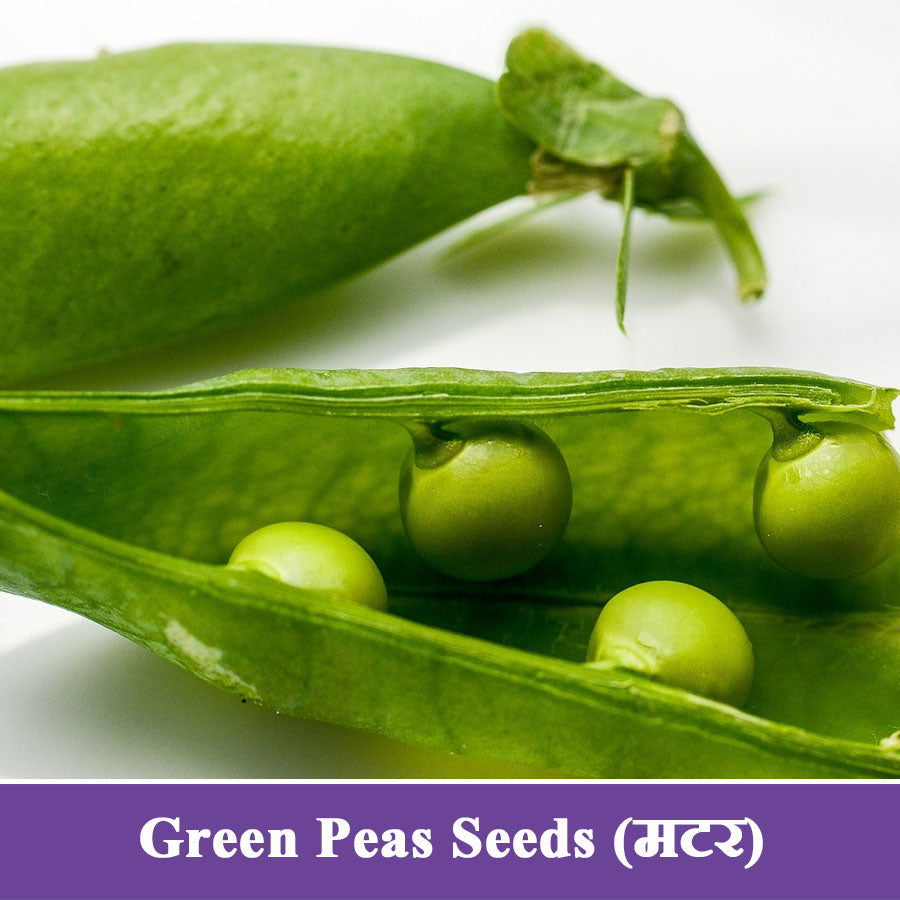 Green Peas Seeds (मटर)