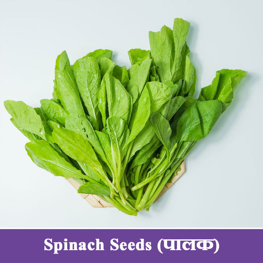 Spinach Seeds (पालक)