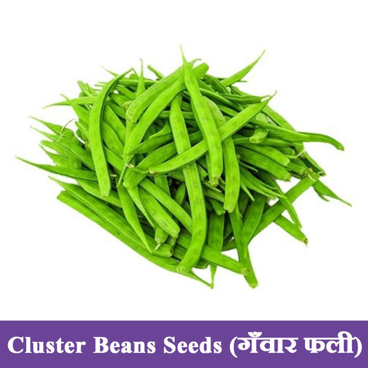 Cluster Beans Seeds (गवार फली)