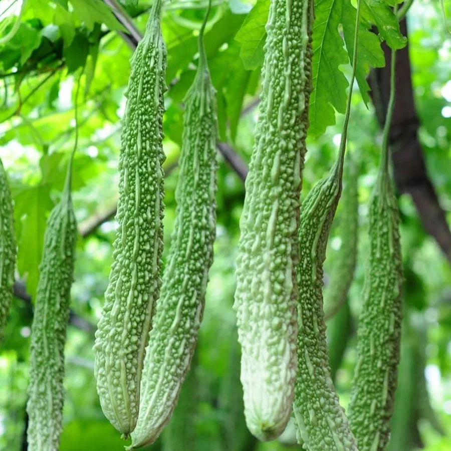 Bitter Gourd Long Seeds (करेला)