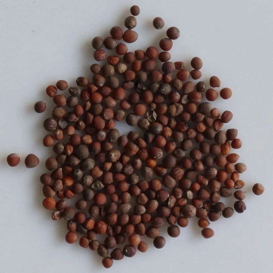 Cabbage Seeds पत्ता गोभी