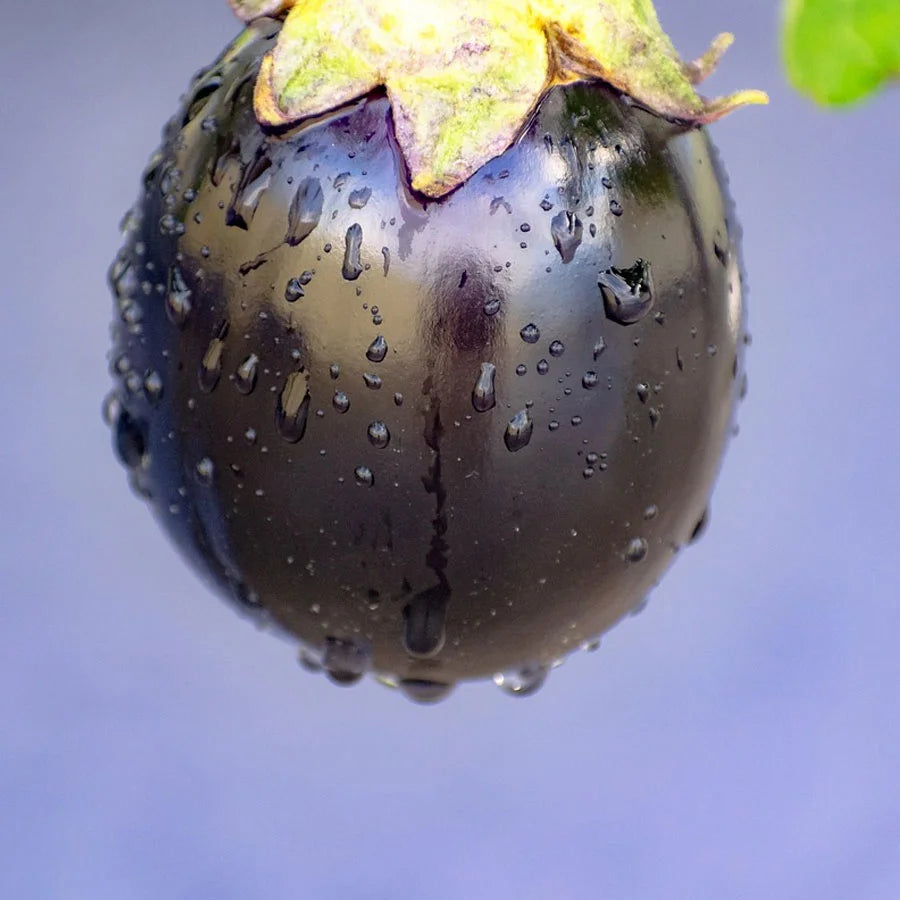 Brinjal Round Seeds (बैंगन)