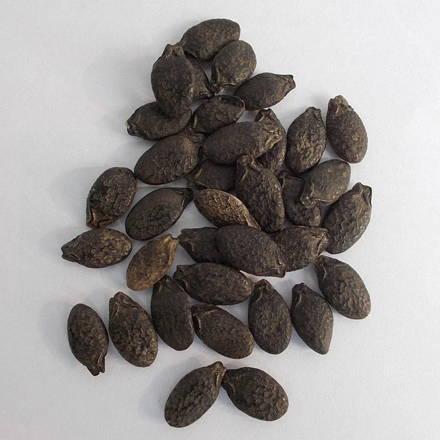 Ridge Gourd Seeds (तुरई)