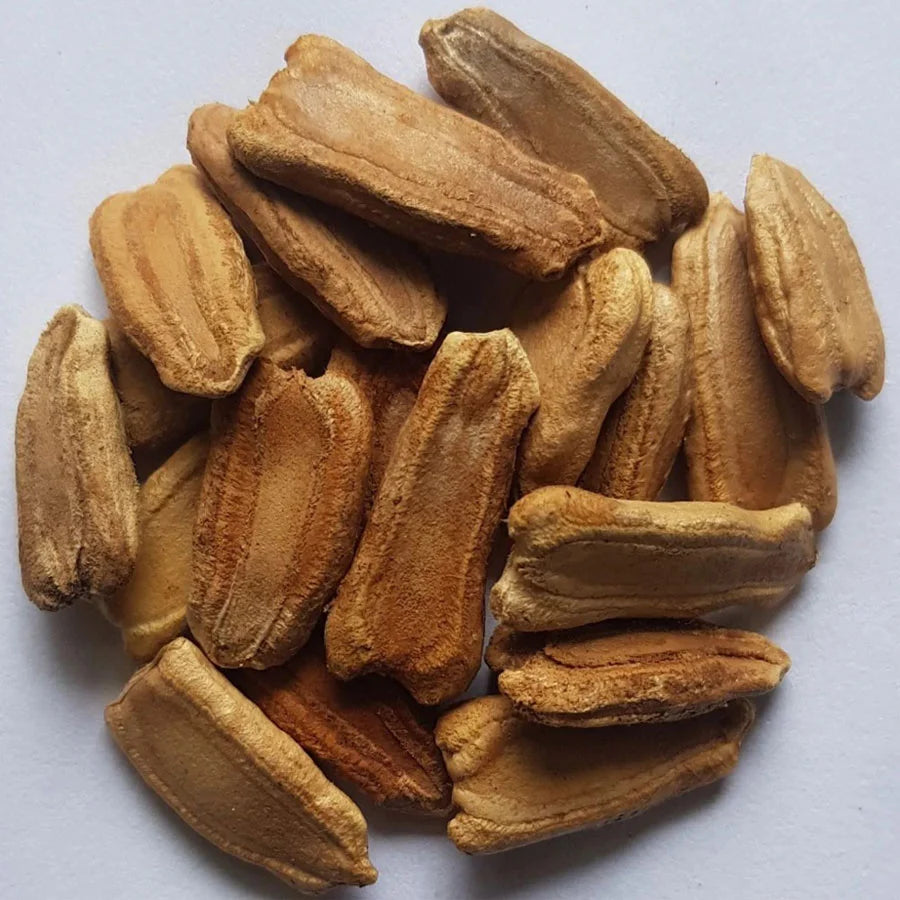 Bottle Gourd Seeds (लौकी)