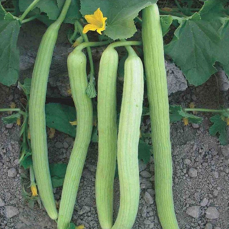 Long Melon Kakri Seeds (ककड़ी)