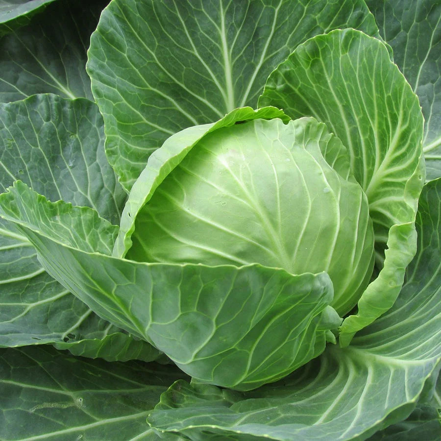 Cabbage Seeds पत्ता गोभी