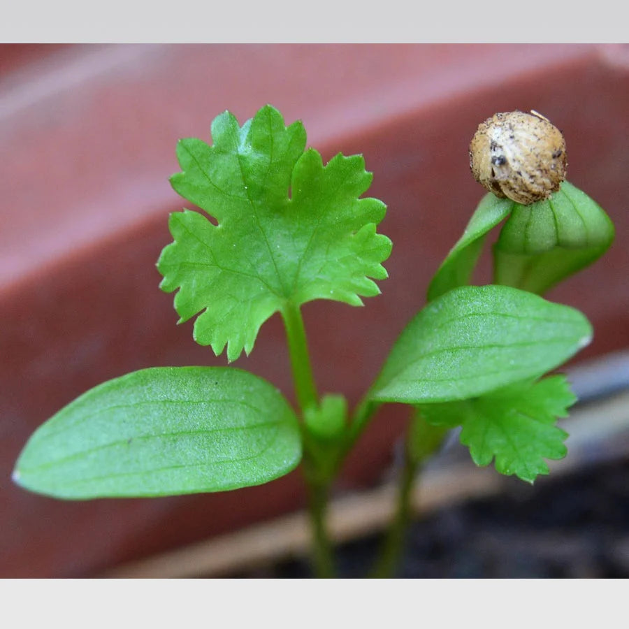 Coriander Seeds (धनिया)