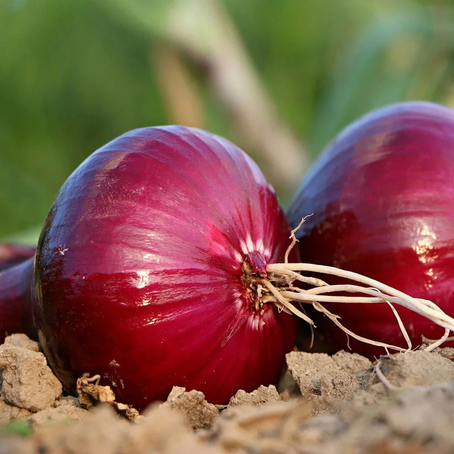 Onion Seeds (प्याज़)