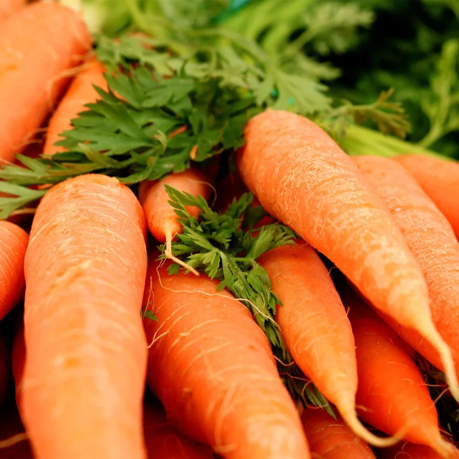 Orange Carrot Seeds (नारंगी गाजर)