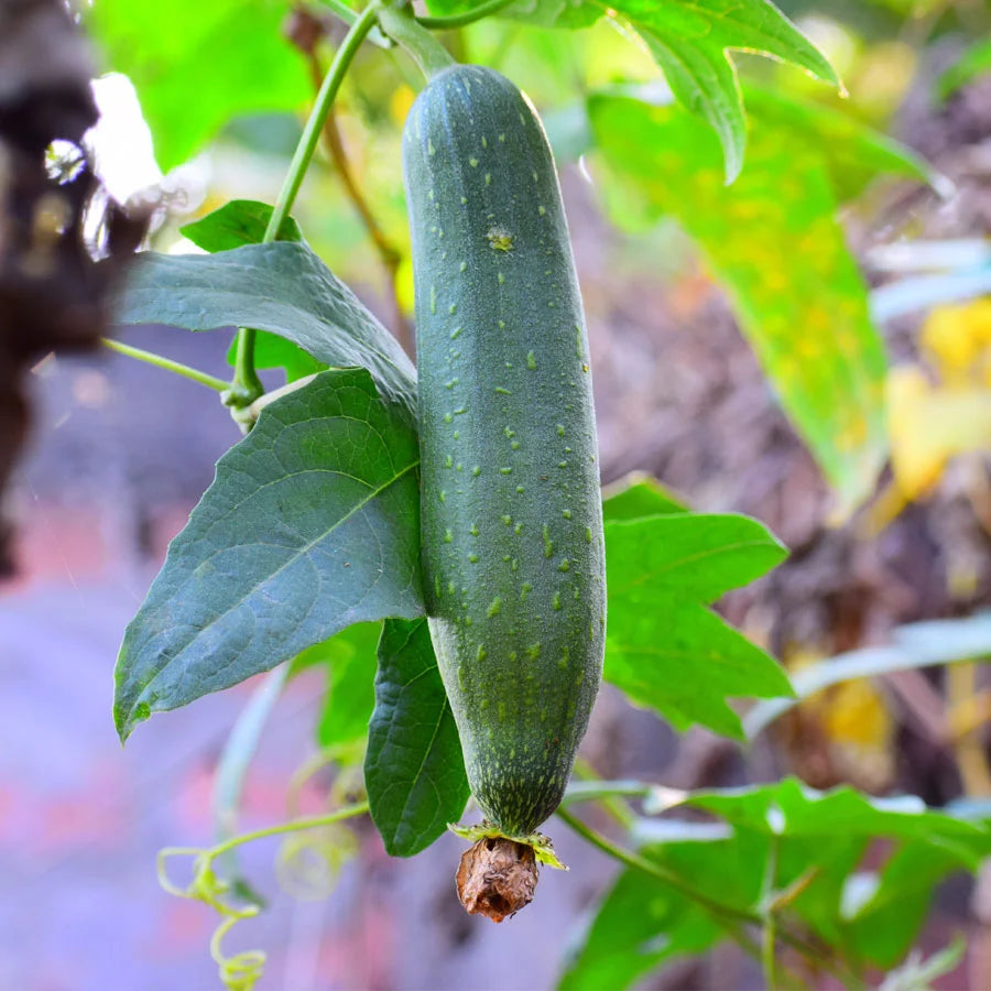 Sponge Gourd Seeds (गिल्की)