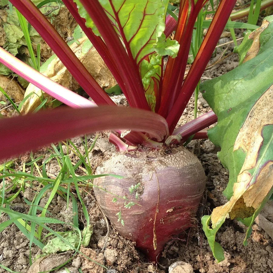 Beetroot Seeds (चुकंदर)