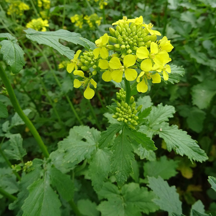 Mustard Seeds (सरसों का साग)