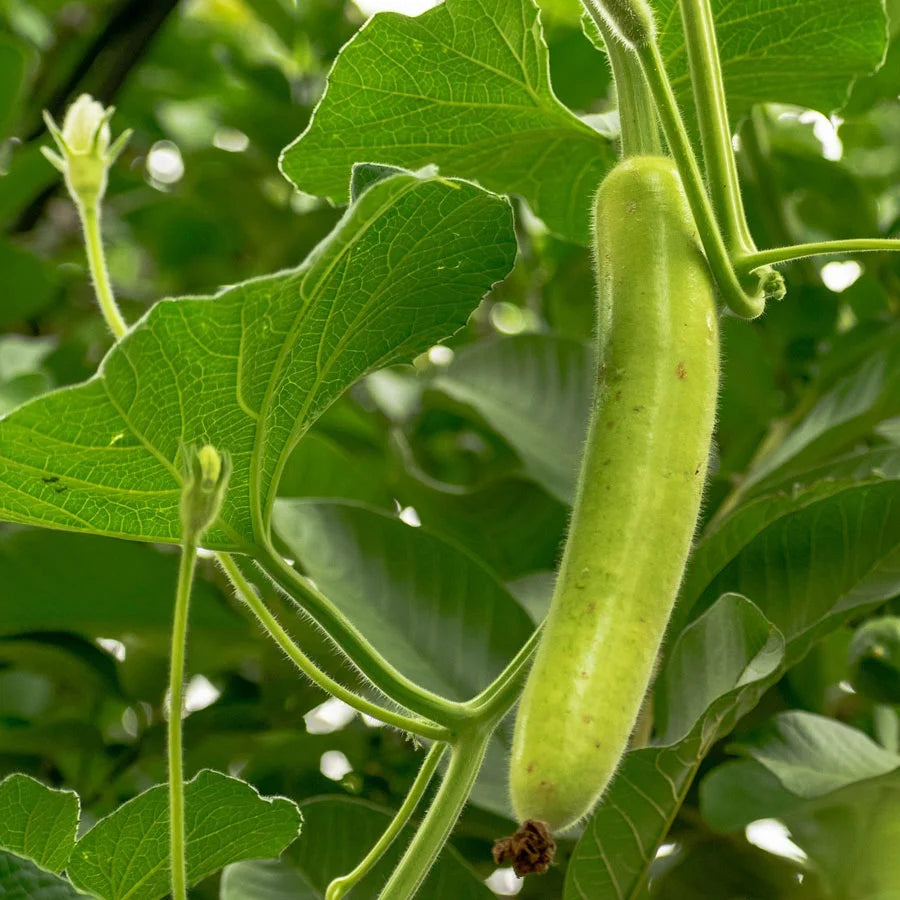 Bottle Gourd Seeds (लौकी)