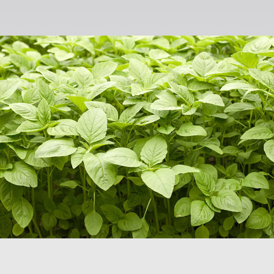 Amaranth Green Seeds (चौलाई)