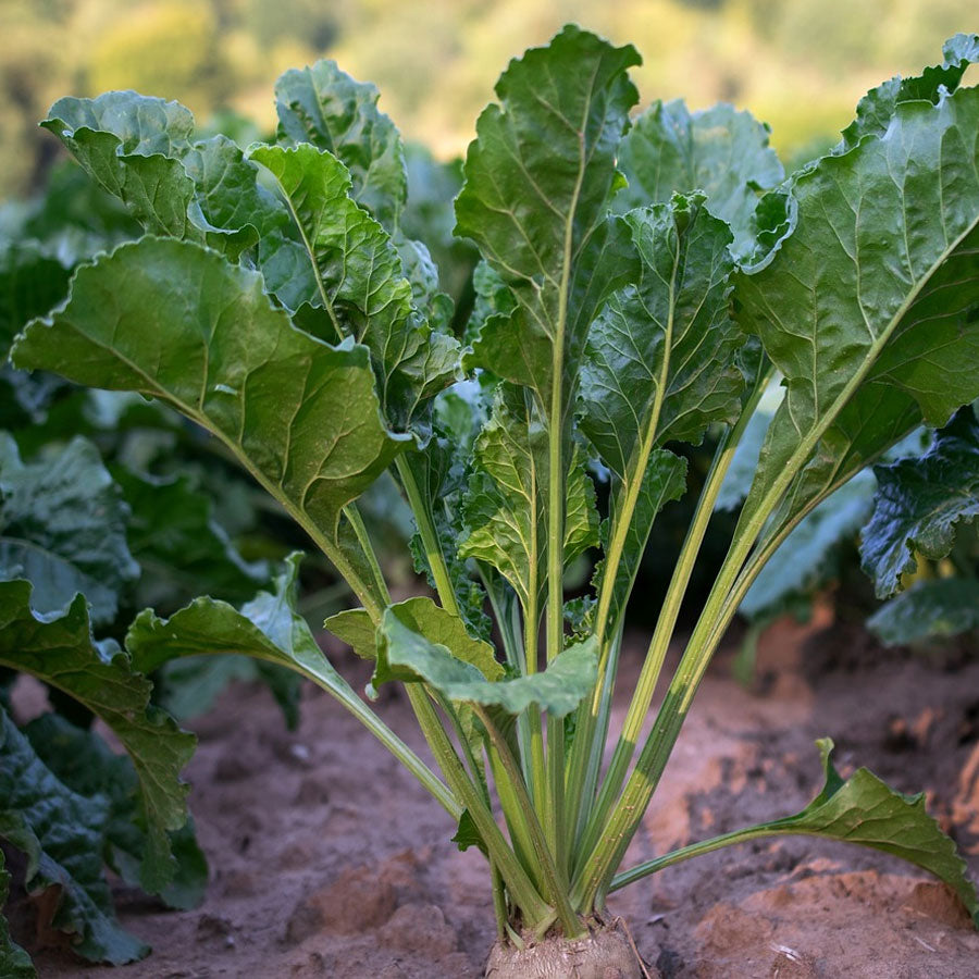 Turnip Seeds (शलजम)