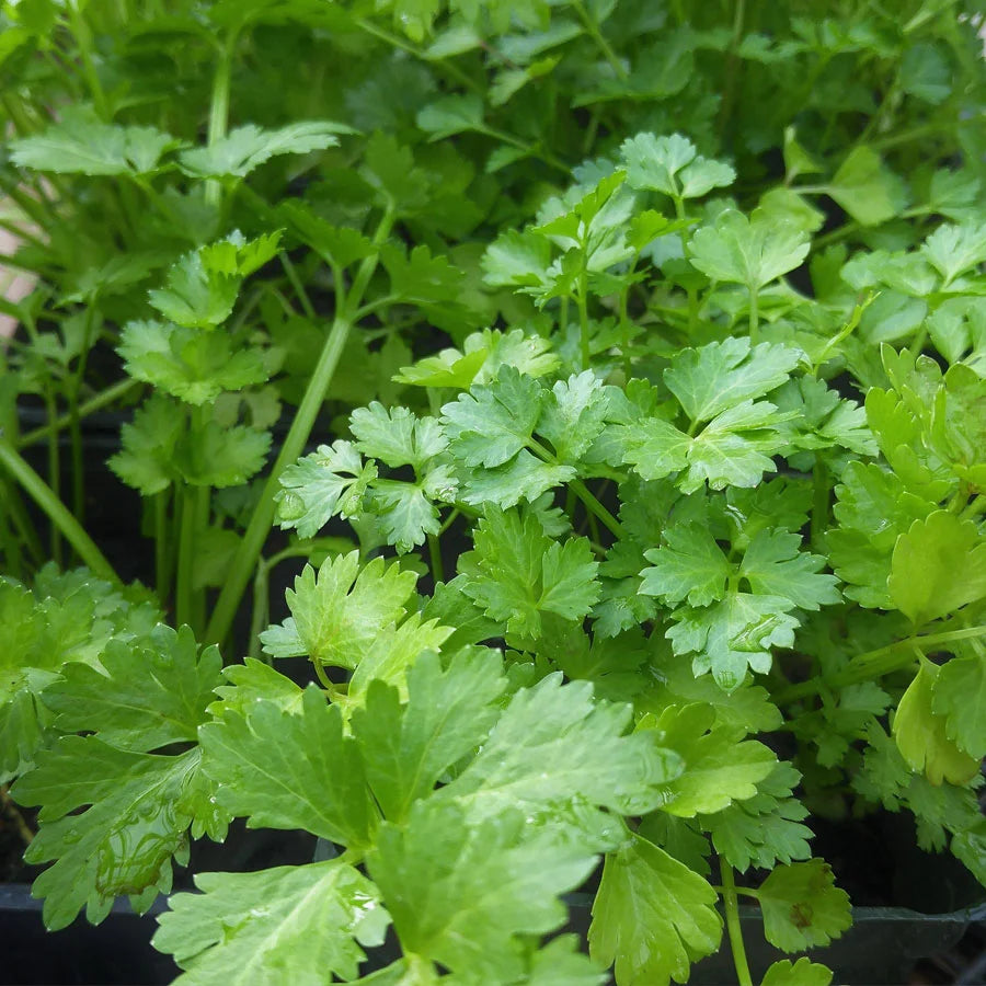 Coriander Seeds (धनिया)