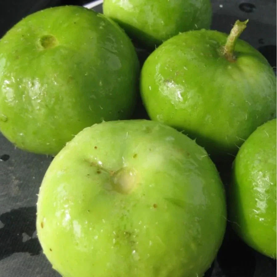 Round Gourd Seeds (टिंडा)