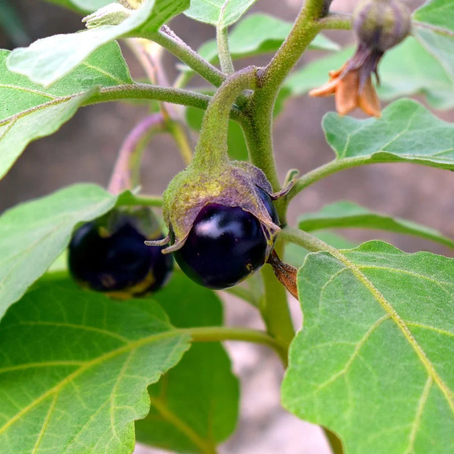 Brinjal Round Seeds (बैंगन)