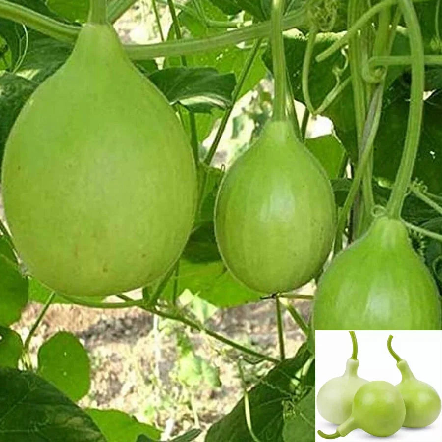 Bottle Gourd Round Seeds (लौकी)