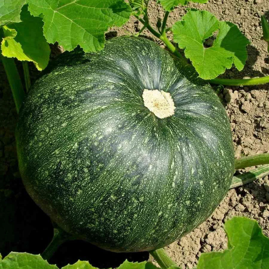 Pumpkin Oval Seeds (कद्दू)