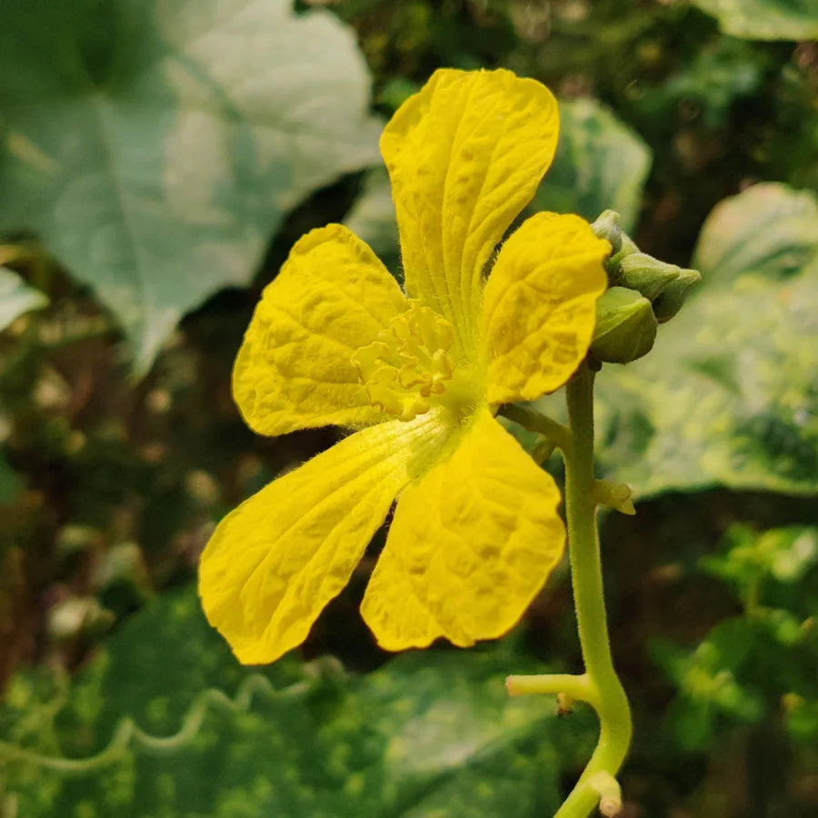 Sponge Gourd Seeds (गिल्की)