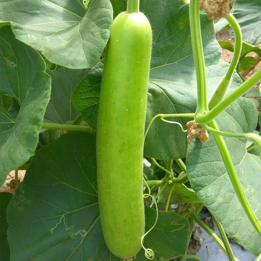 Bottle Gourd Seeds (लौकी)