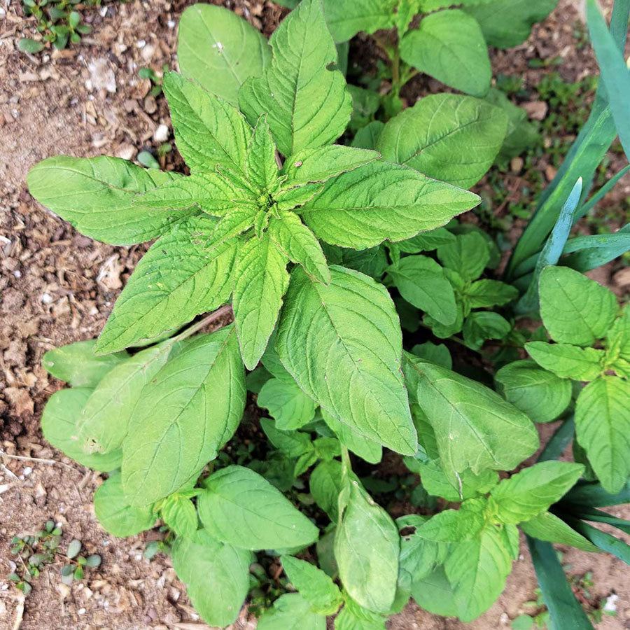 Amaranth Green Seeds (चौलाई)