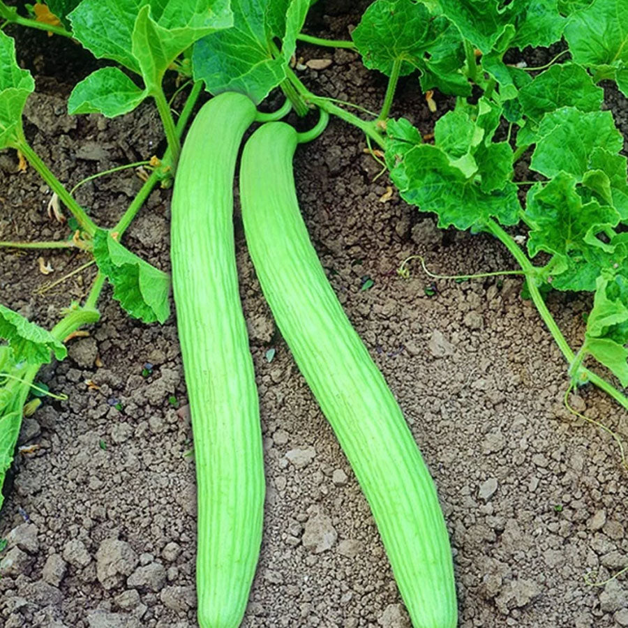 Long Melon Kakri Seeds (ककड़ी)