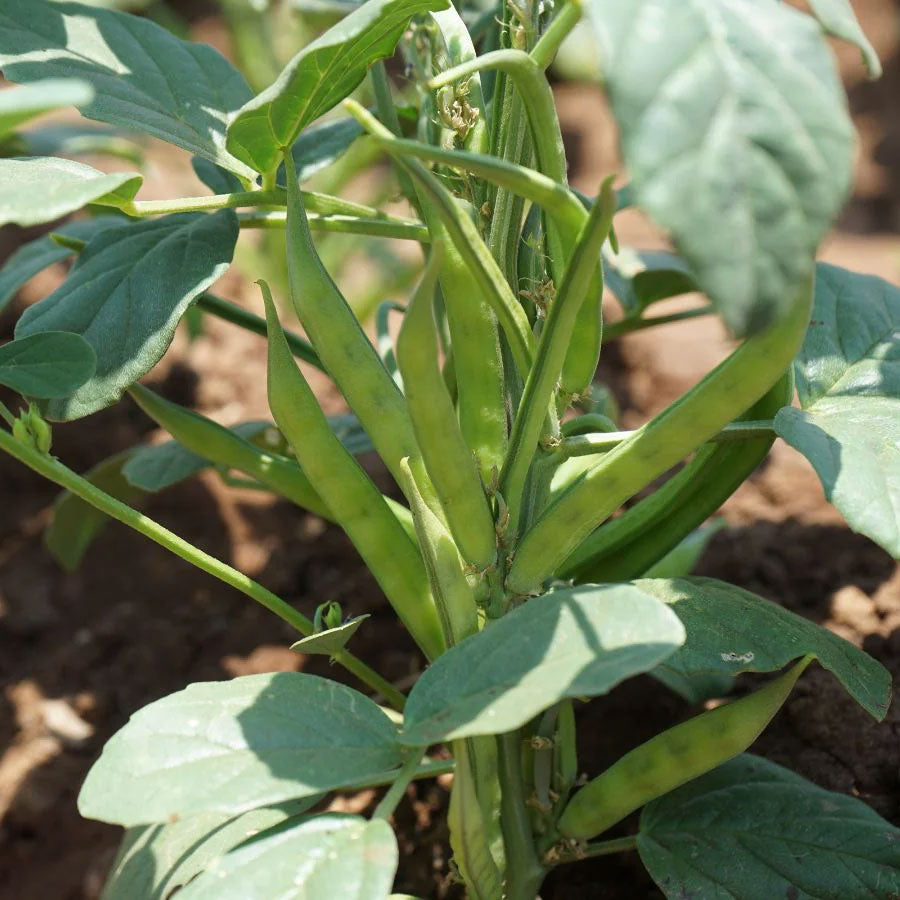 Cluster Beans Seeds (गवार फली)