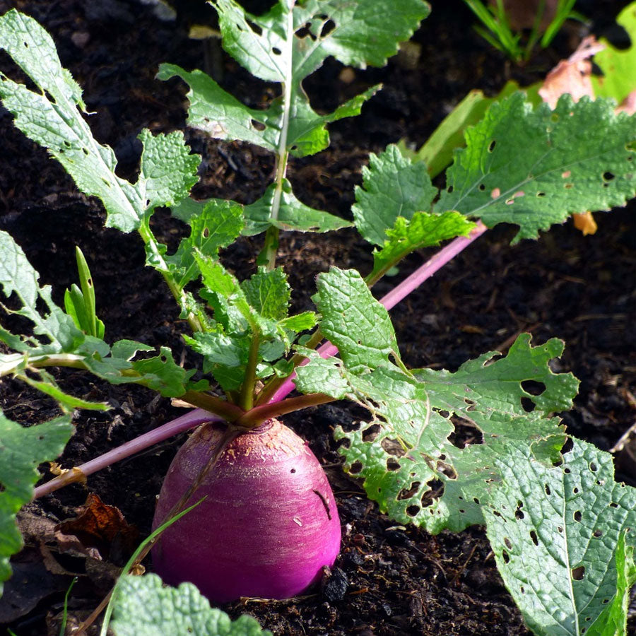 Turnip Seeds (शलजम)