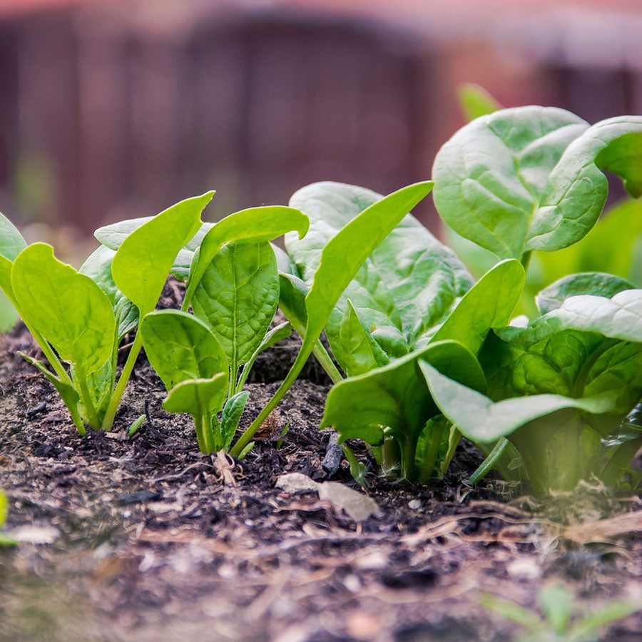 Spinach Seeds (पालक)