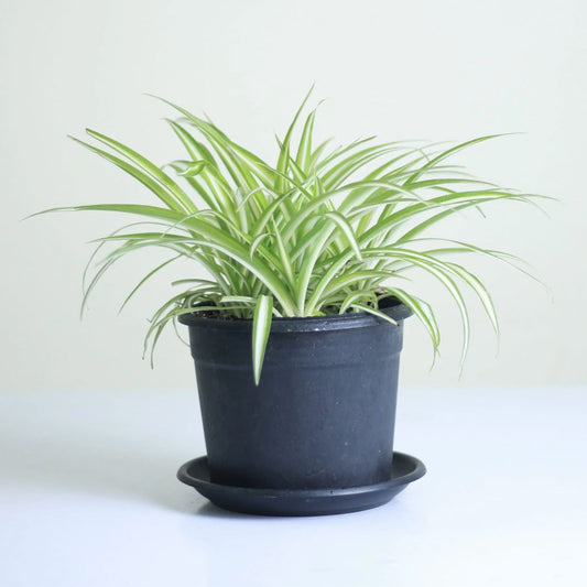 spider lilly plant