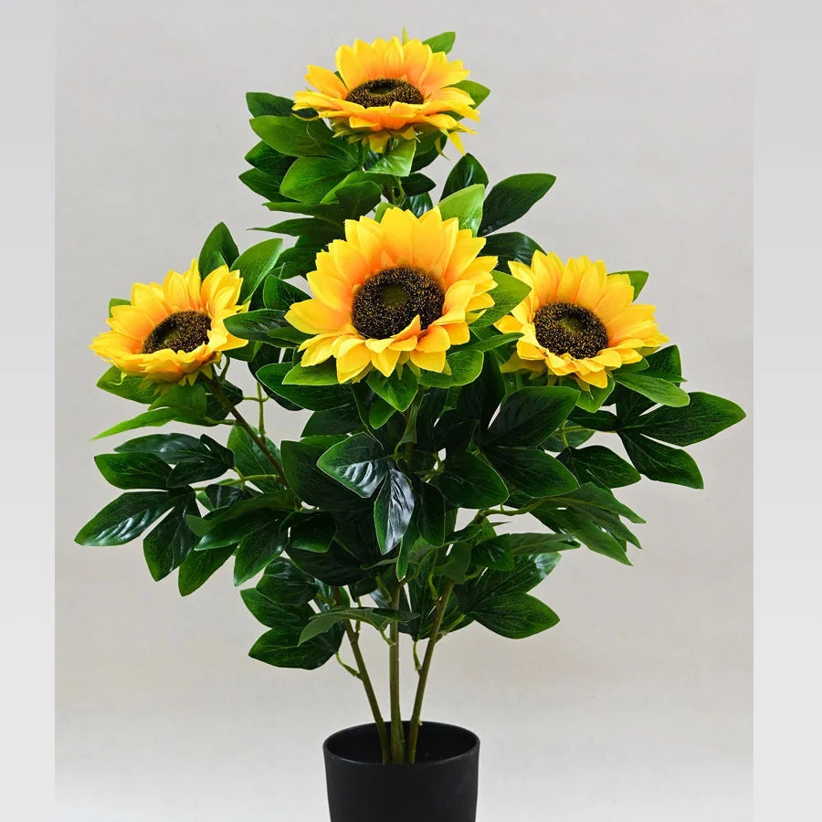 Sunflower Plant