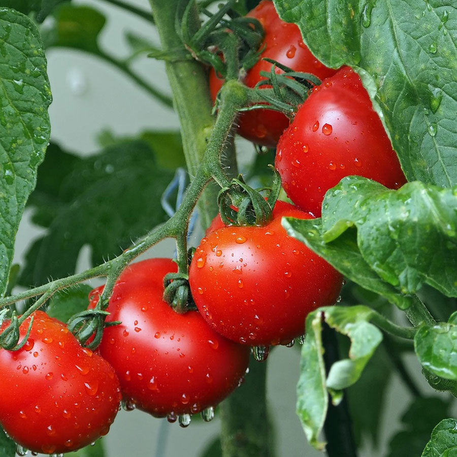 Tomato Oval Seeds (टमाटर बीज)