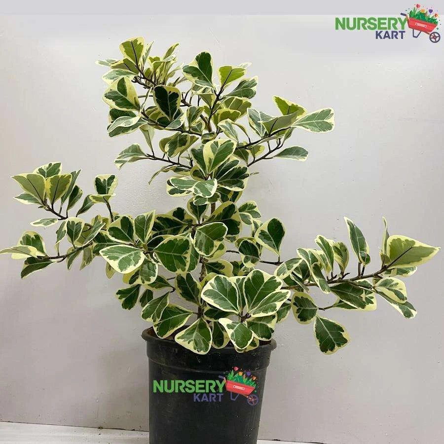 Triangularis Ficus Variegata Plant, The Sweetheart Tree, LushGreen