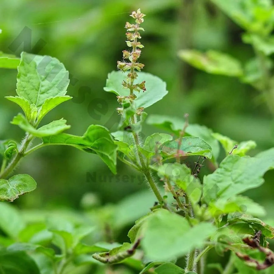 Holy Tulsi Plant (Basil)