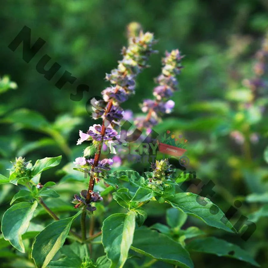 Holy Tulsi Plant (Basil)