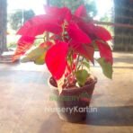 Poinsettia Plant (Red Leaf Plant)