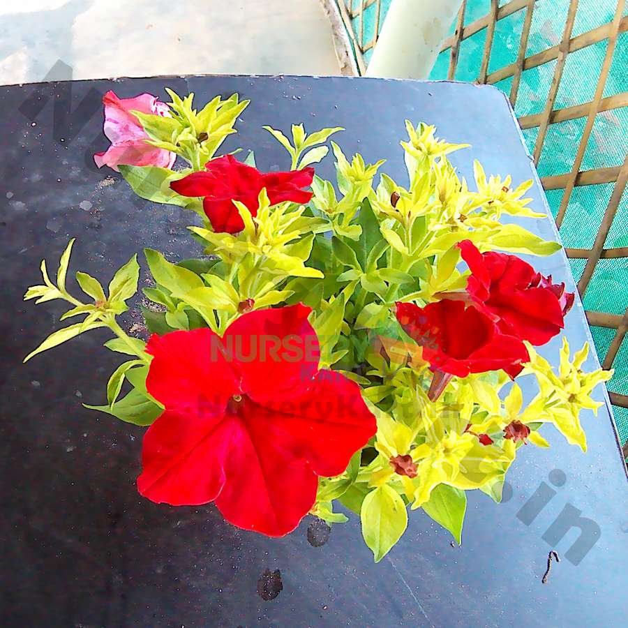 Petunia Flower Plant (Red)