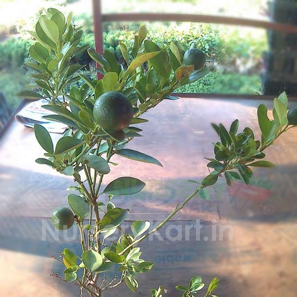 Narangi Fruit Plant