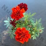 Jafri Flower Plant (Marigold Jafri)