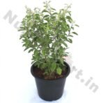 Holy Tulsi Plant (Basil)