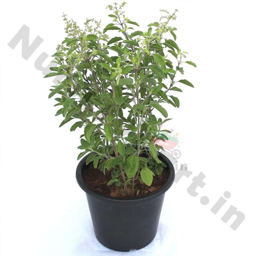 Holy Tulsi Plant (Basil)