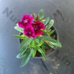 Barbina Flower Plant