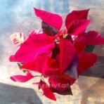 Poinsettia Plant (Red Leaf Plant)