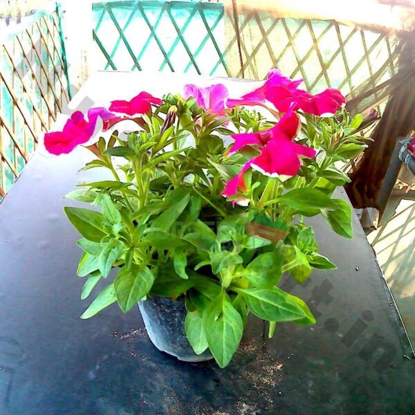 Petunia Flower Plant (Pink)