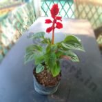 Salvia Plant (Sage)