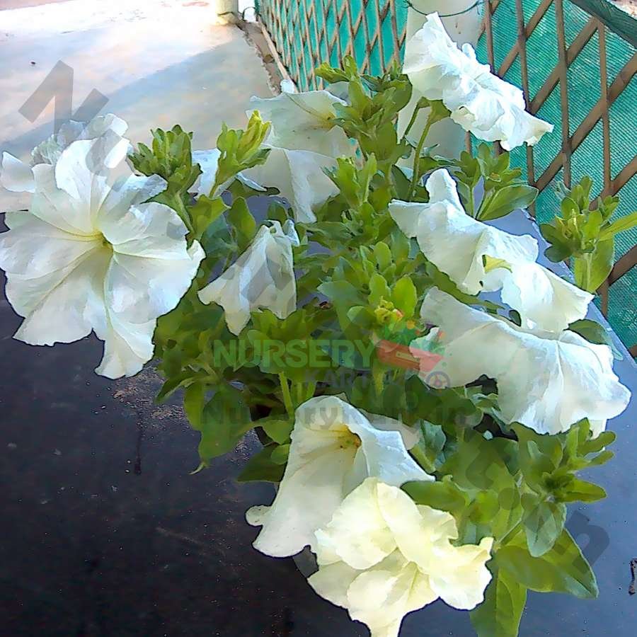 Petunia Flower Plant (White)
